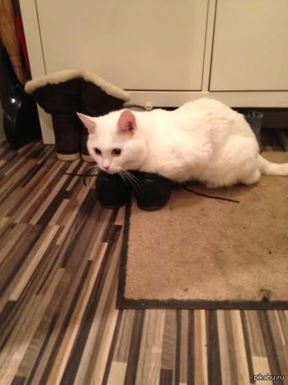 ��� ��� ����� � �������. � ��������� ���������� ����.