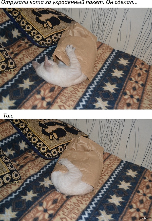 ���� ����������