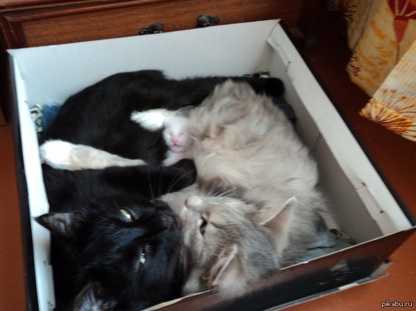 ������� �����