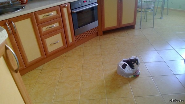 Кот и пакет