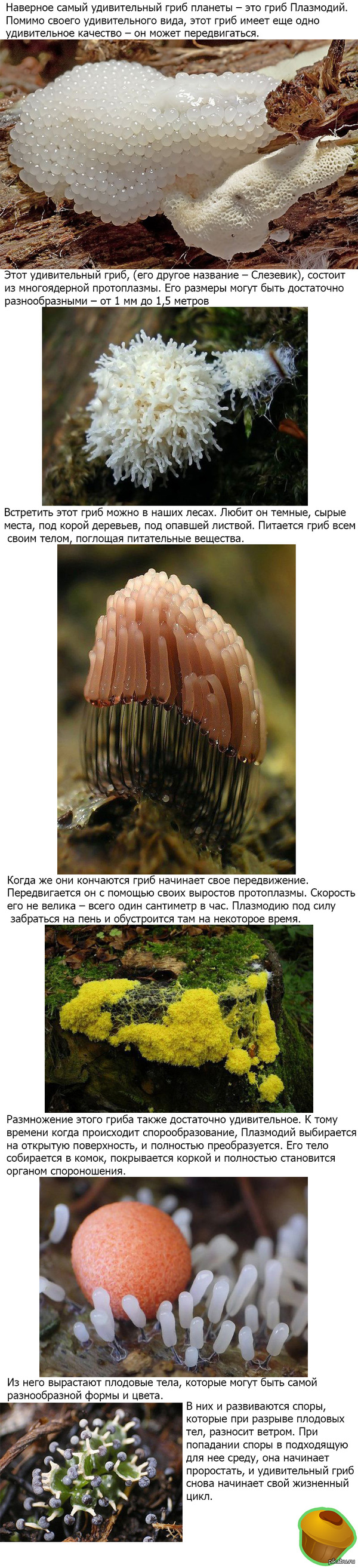 Удивительный гриб