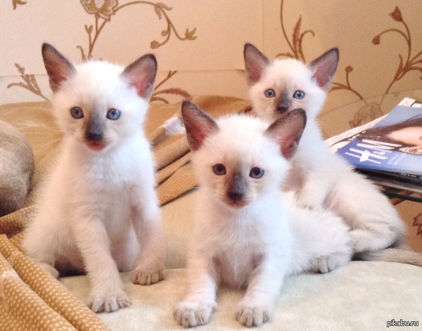 ��������� ������� ������� :3