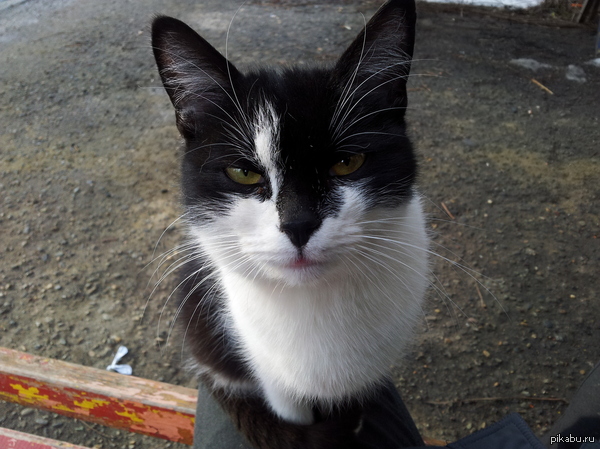 Вот такая кошка живет в подвале, в моем подъезде
