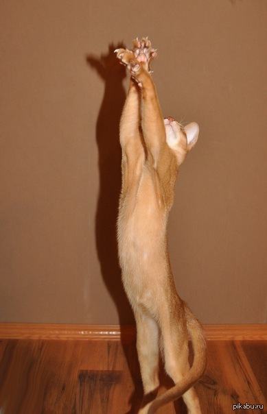 ���� �����