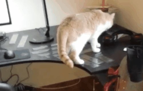Отучить кошку лазить на стол