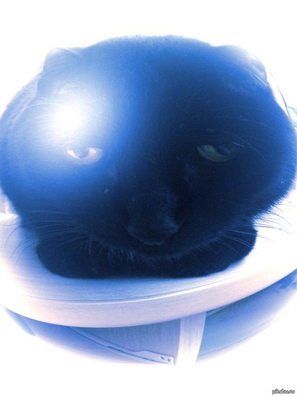 I took a picture of a cat on fisheye - cat, My, Black cat