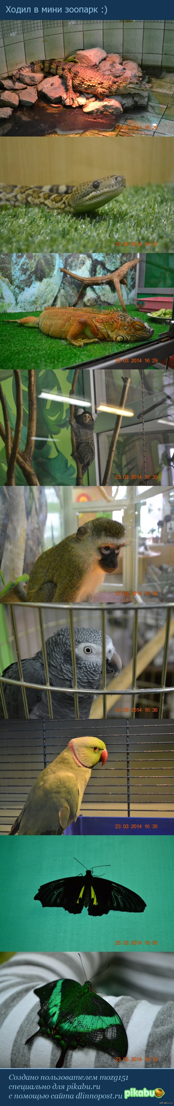 Мини зоопарк.