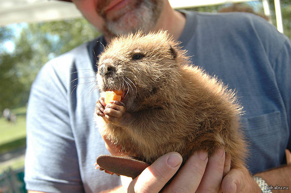 Good for you pikabush!) - Kindness, Bobrota, Beavers