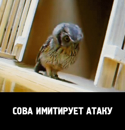 Репетирует :3