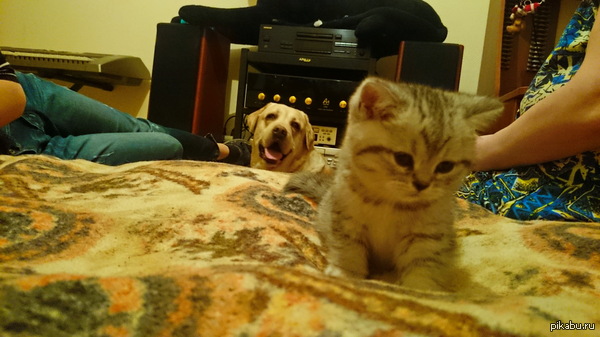  ,   .   .    &quot; &quot;.