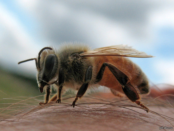 Everyone should know this! Study: A bee sting in the nostril is more painful than a sting in the scrotum - NSFW, Bees, Bite, Pain, Research, Scrotum