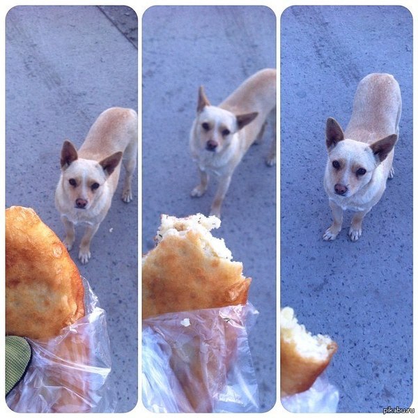 Милый попрошайка