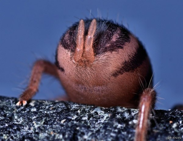 The tarantula is a scary animal. - NSFW, Spider, Bird spiders, Ass