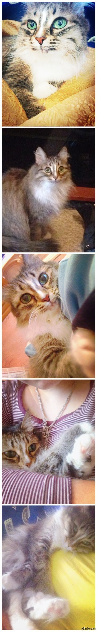 ��������� ���