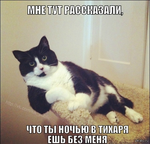 Кот охуевший