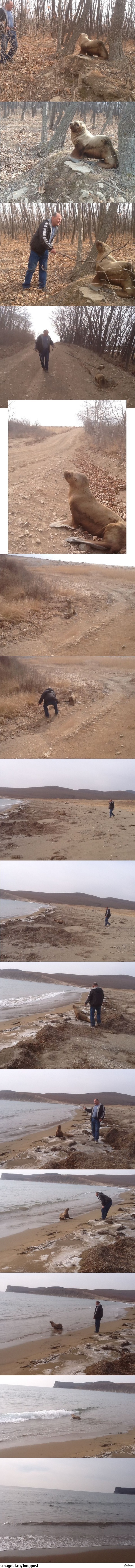 Морской лев заблудился в лесу.