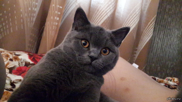 ����� ���� ������