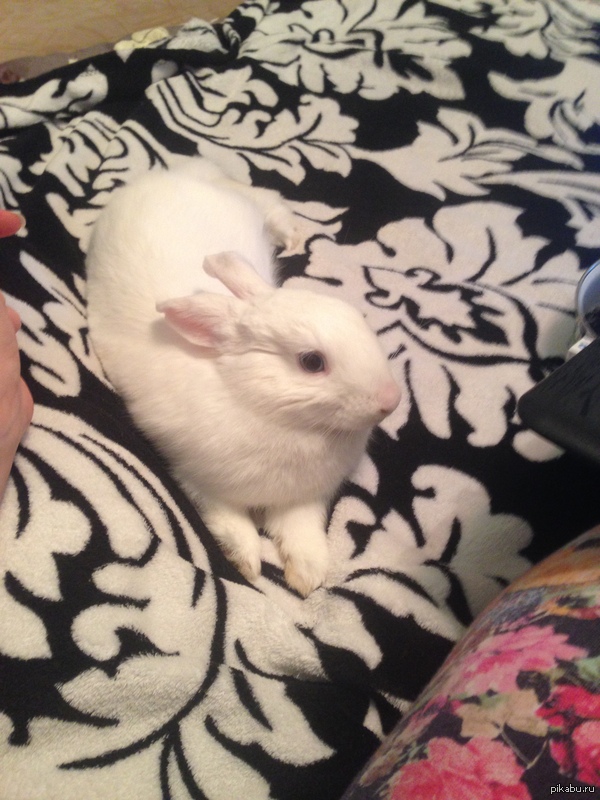 ��� �������� ���������))