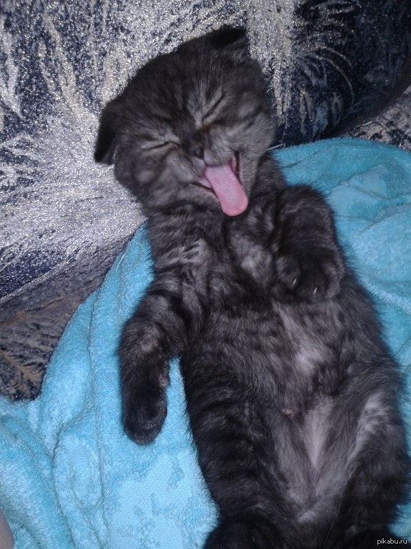 Всем теплой и пушистой пятницы!