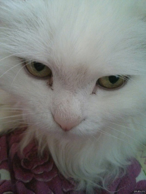 �� ��� ���� ���, ��������...