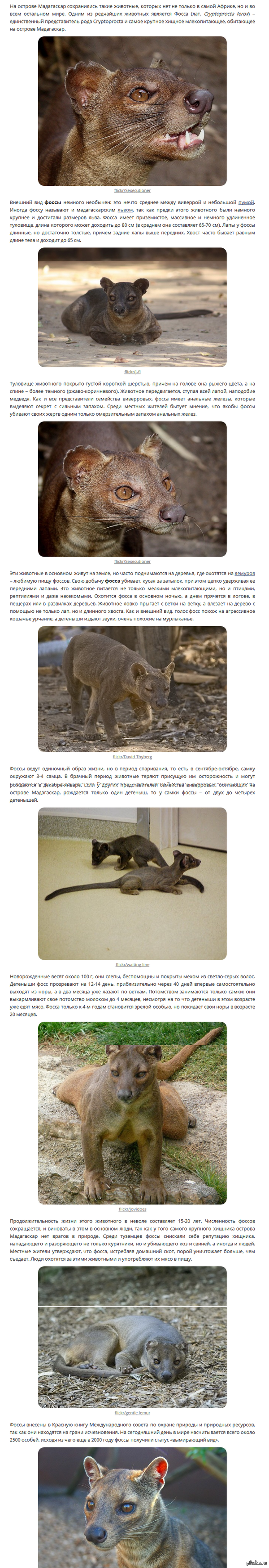  (. Cryptoprocta ferox)