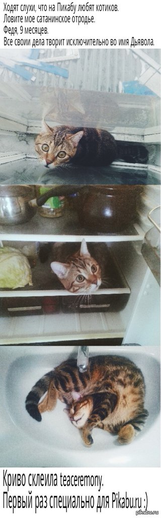 Сатанинское отродье.