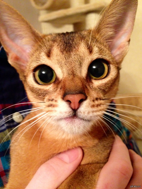 ���� �� �������