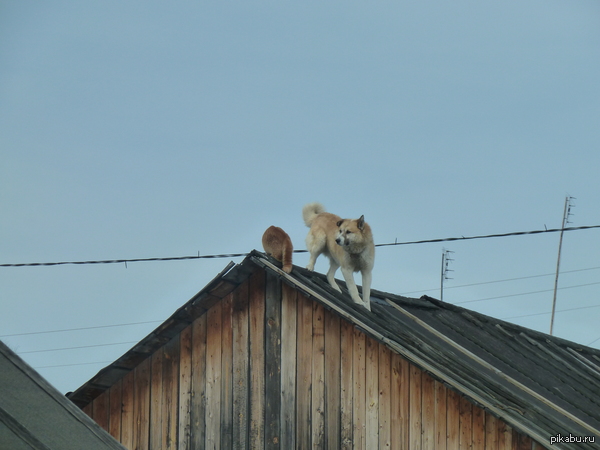 ������� � ����, � ���...