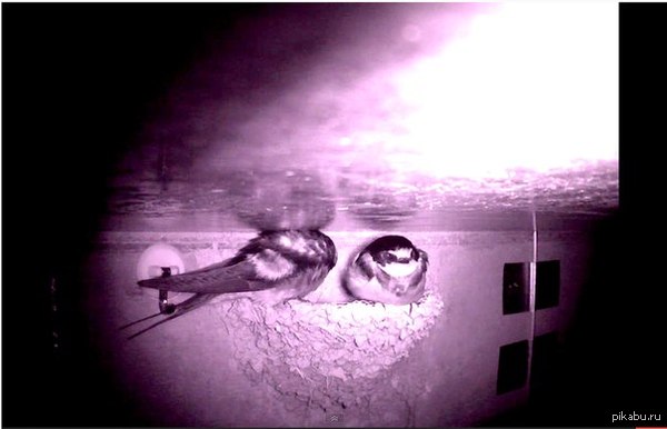 Гнездо ласточек онлайн