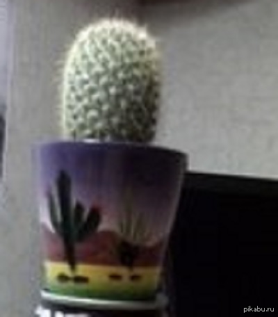 мой питомец Федя