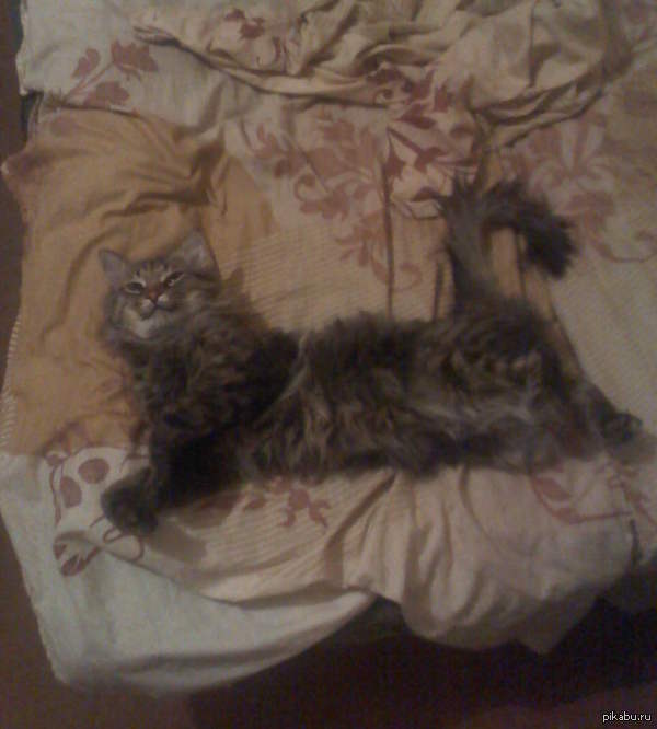 Это его кровать