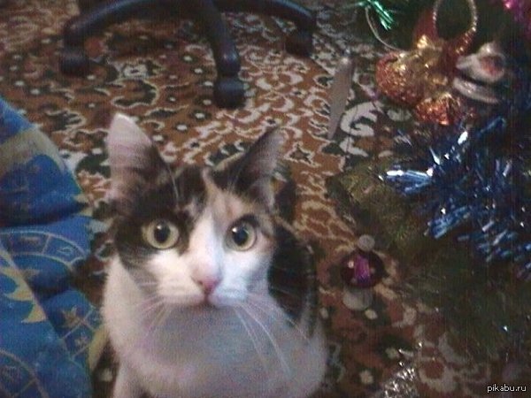 Мое котейшество