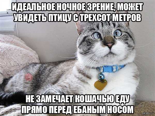 Удивительные животные -__-