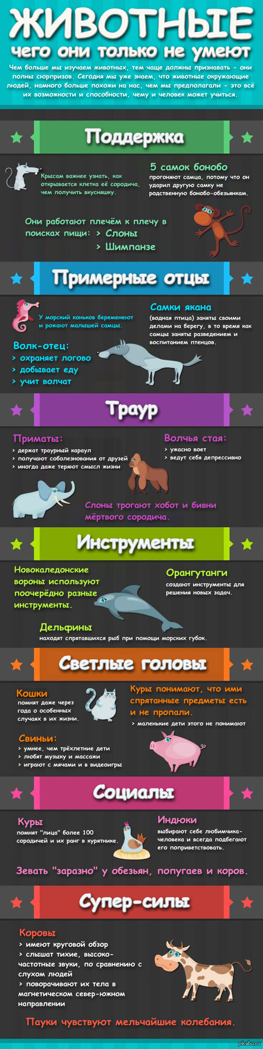 Инфографика животные. Nonhuman Primates перевод. Know your animals. Choose your favorite