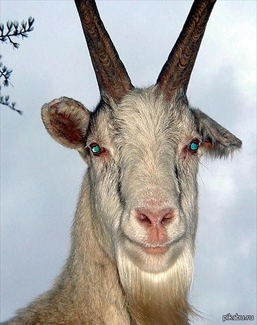 Мужчины, почему вы такие Козлы?!