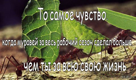 Муравей | Пикабу