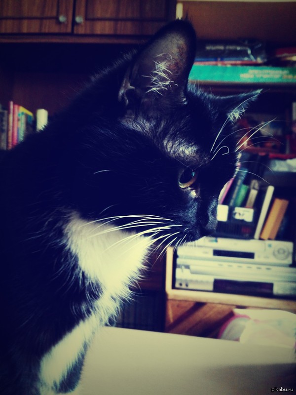 Just a thoughtful cat - cat, My, Pensiveness