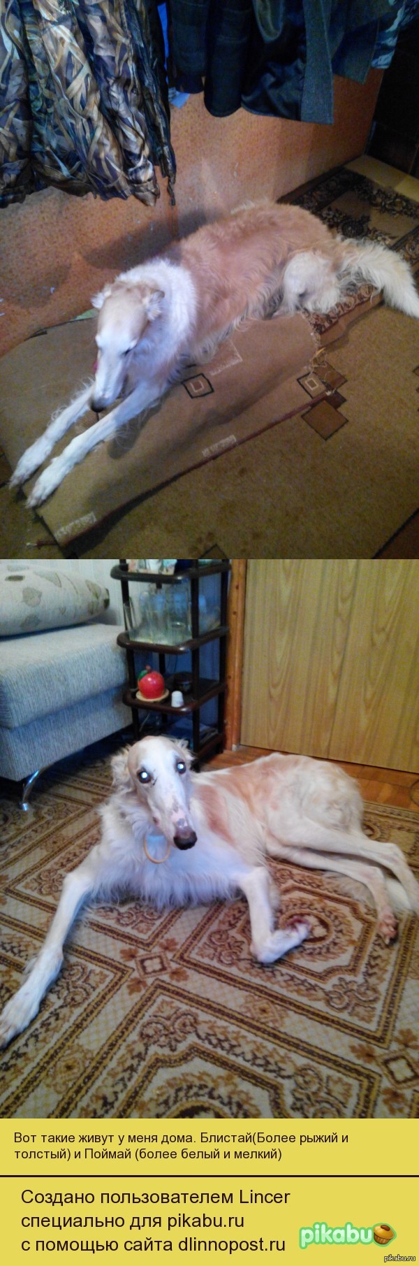 � ��������� ���������� ���� "���"