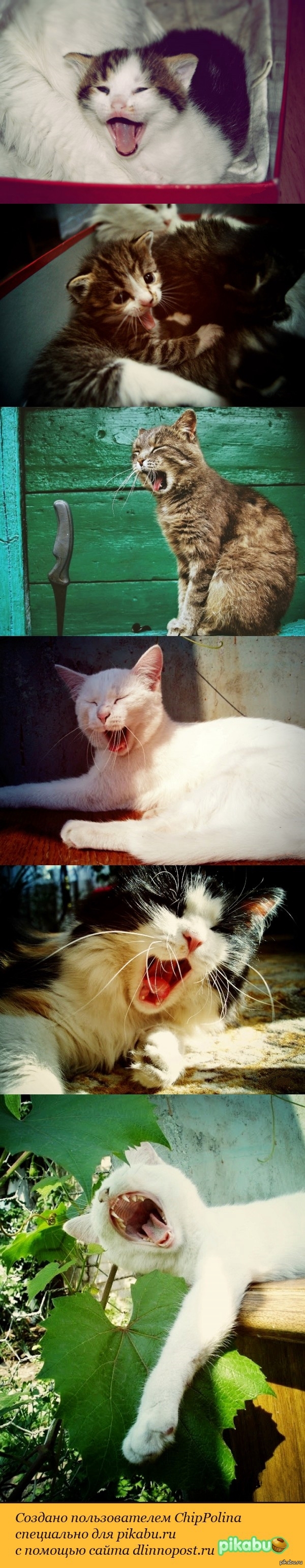 Сладкие зеванюшки.