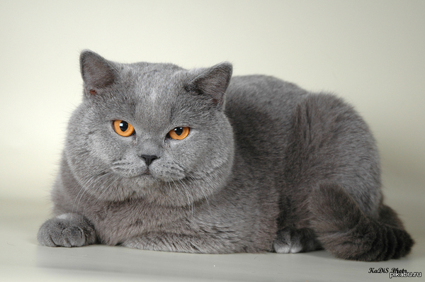 Моему второму подписчику