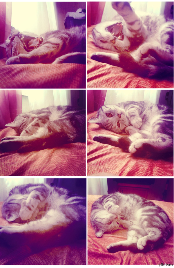 ��������� ����, ������.