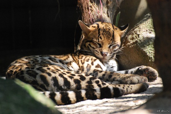 Котики, котики...оцелот тоже котик)