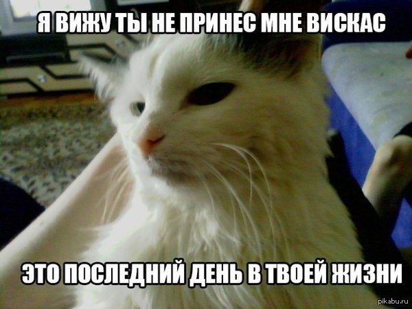 С ним шутки плохи