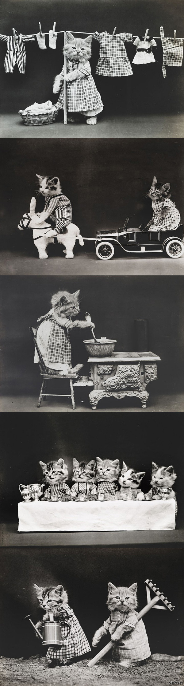 LOLcat 100 лет. Так вот с чего все началось!