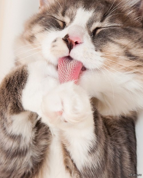 Kitty Lick 420