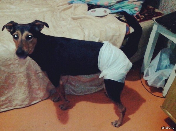 Дьявол носит памперс