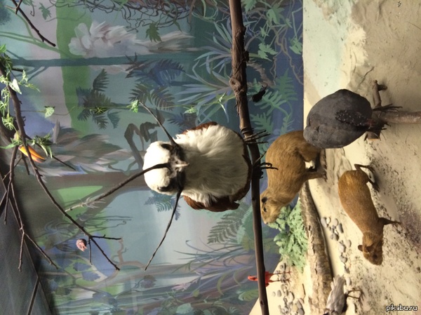 Всем усатых птичек! Трехусый звонарь