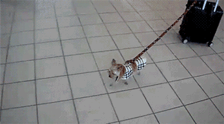 No Escape Gif