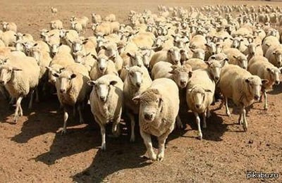 В продаже появились Iphone 6