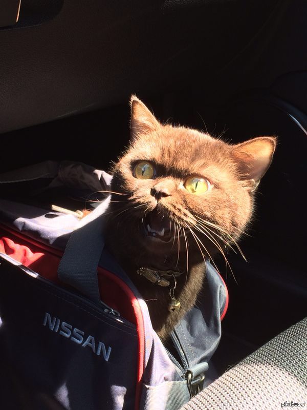 Сказал кошке, что решил завести собаку